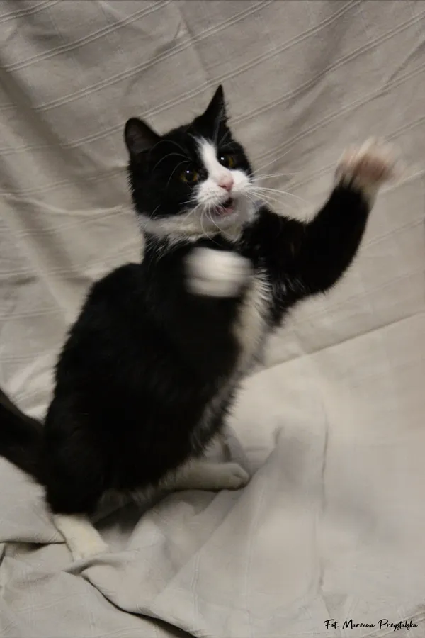 Znaleziono kota, Sosnowiec, 3 lutego 2026 (5/5)