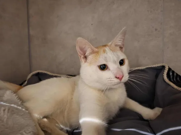 Znaleziono kota, Sosnowiec, 5 lutego 2026