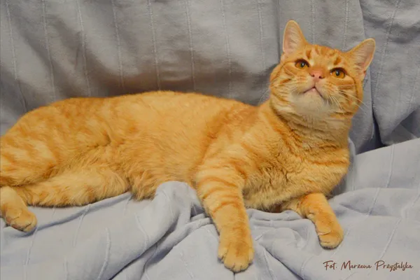 Znaleziono kota, Sosnowiec, 2 lutego 2026 (1/3)