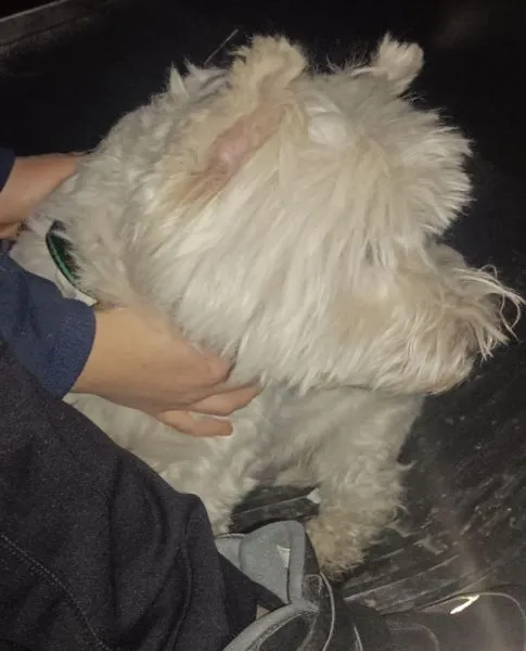 Znaleziono psa, Radom, 7 lutego 2026