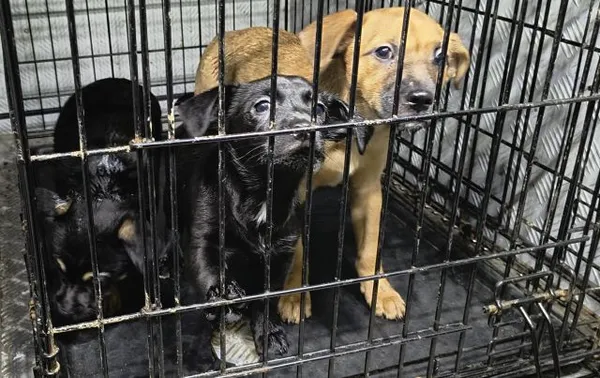 Znaleziono psa, Radom, 6 lutego 2026