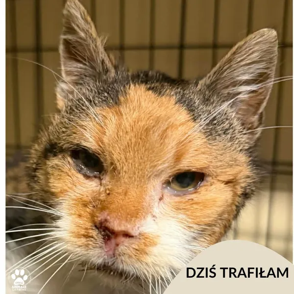 Znaleziono kota, Gdynia, 7 lutego 2026