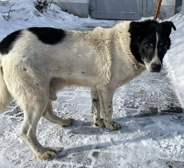 Znaleziono psa, Lublin, 9 lutego 2026