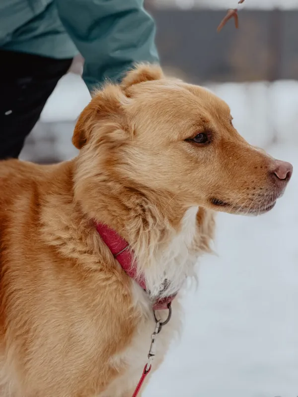 Pies do adopcji, Korabiewice, 9 lutego 2026 (2/5)