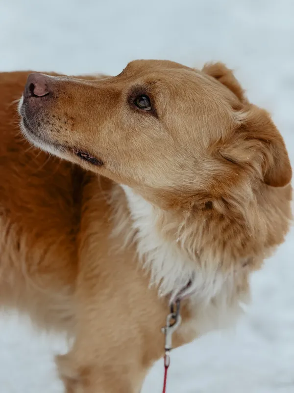 Pies do adopcji, Korabiewice, 9 lutego 2026 (5/5)