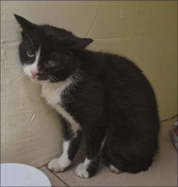 Znaleziono kota, Grudziądz, 9 lutego 2026