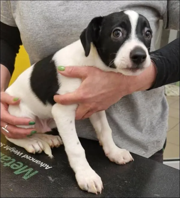 Znaleziono psa, Grudziądz, 9 lutego 2026