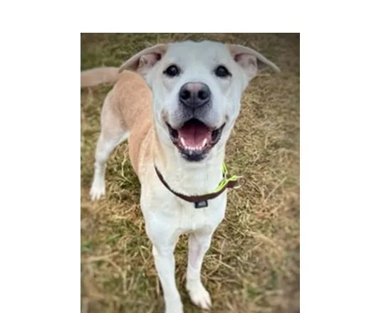 Pies do adopcji, Wrocław, 3 stycznia 2026