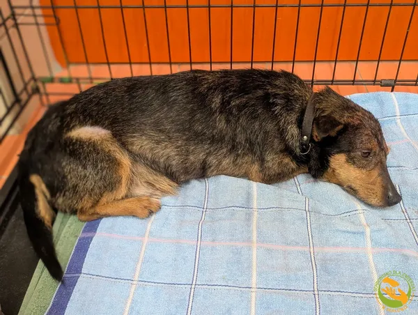 Znaleziono psa, Skałowo, 10 lutego 2026 (2/4)