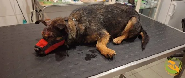 Znaleziono psa, Skałowo, 10 lutego 2026 (3/4)