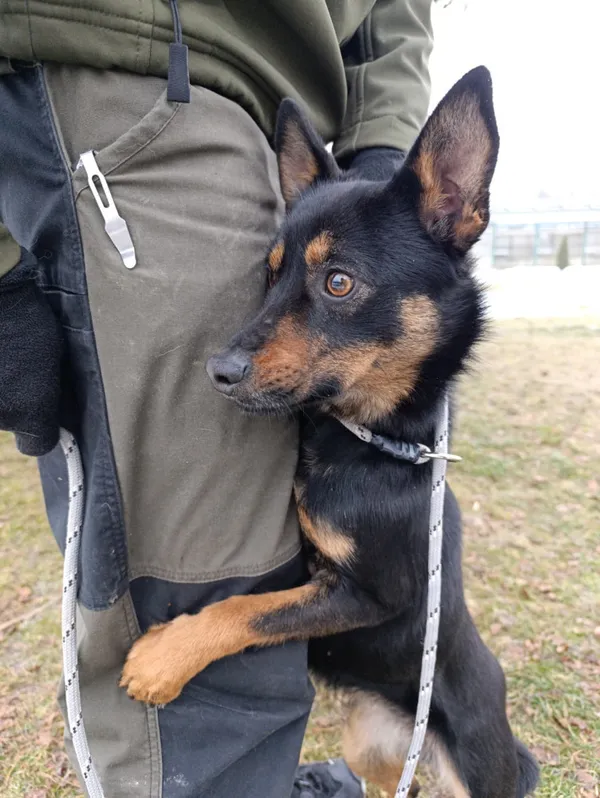 Pies do adopcji, Bełchatów, 9 grudnia 2025 (3/5)