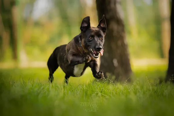 Pies do adopcji, Częstochowa, 30 marca 2023 (1/5)