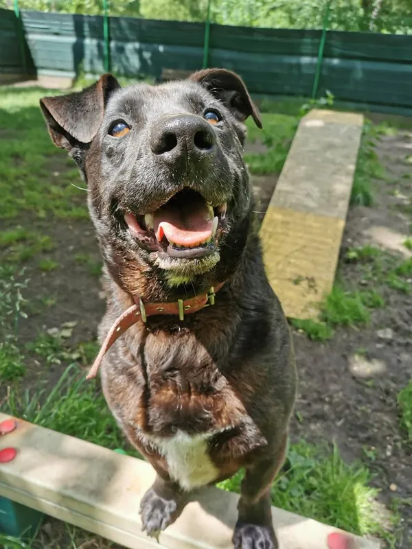 Pies do adopcji, Częstochowa, 30 marca 2023 (2/5)