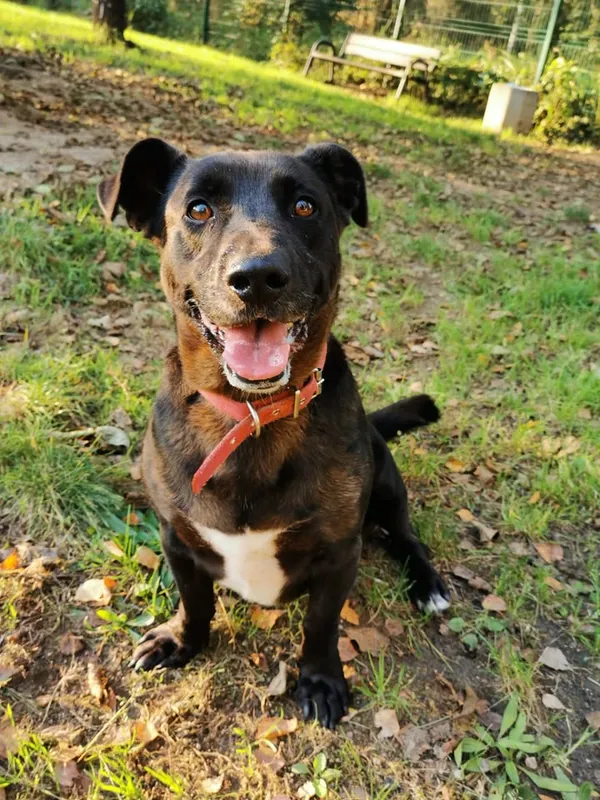 Pies do adopcji, Częstochowa, 30 marca 2023 (3/5)