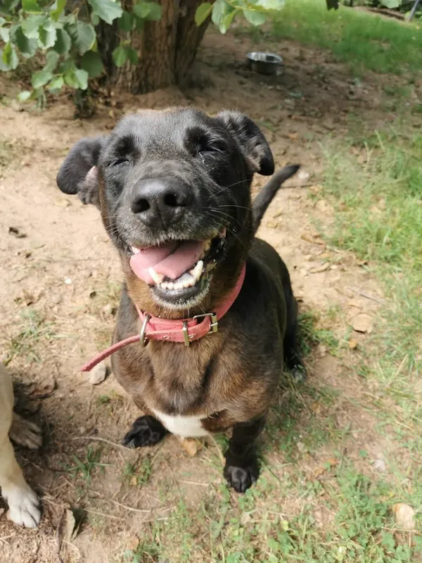 Pies do adopcji, Częstochowa, 30 marca 2023 (5/5)