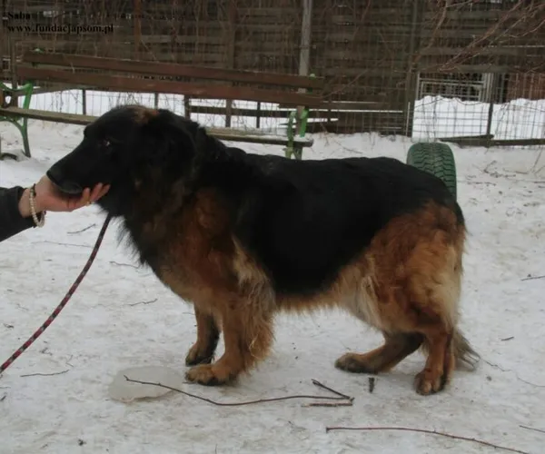 Pies do adopcji, Nowy Dwór Mazowiecki, 10 lutego 2026 (3/5)