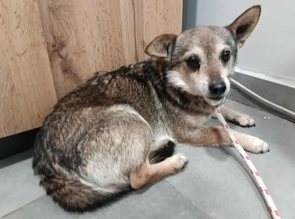 Znaleziono psa, Toruń, 10 lutego 2026