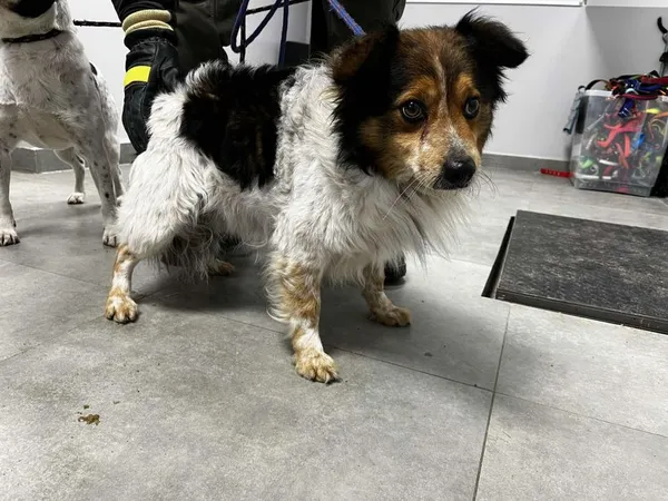 Znaleziono psa, Toruń, 6 lutego 2026