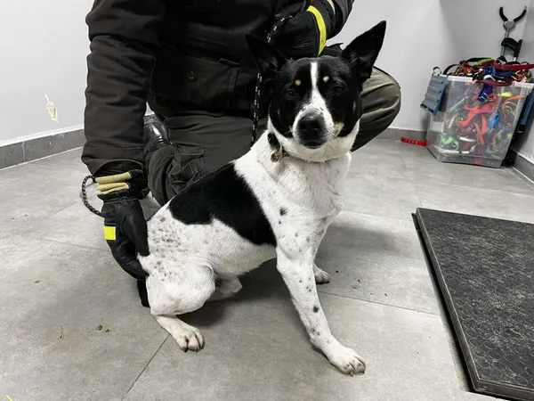 Znaleziono psa, Toruń, 6 lutego 2026