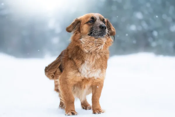 Pies do adopcji, Nowodwór, 8 lutego 2026 (1/5)