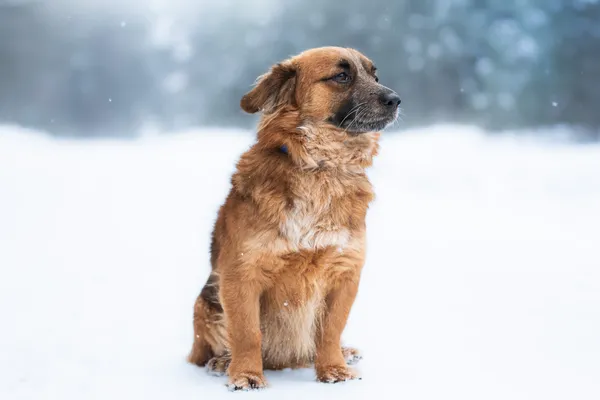 Pies do adopcji, Nowodwór, 8 lutego 2026 (2/5)