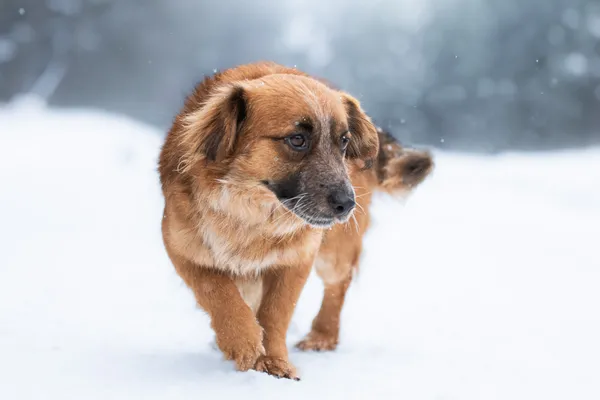 Pies do adopcji, Nowodwór, 8 lutego 2026 (3/5)