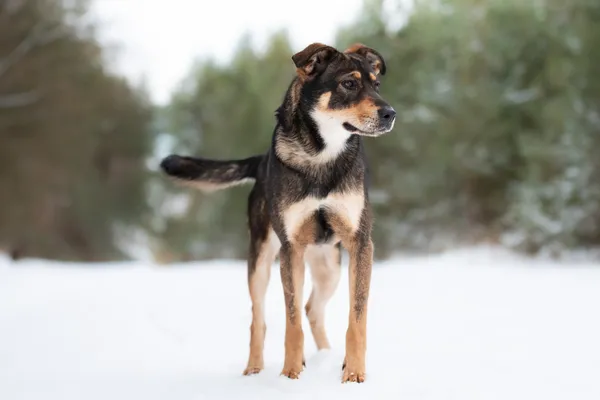 Pies do adopcji, Nowodwór, 8 lutego 2026 (1/5)