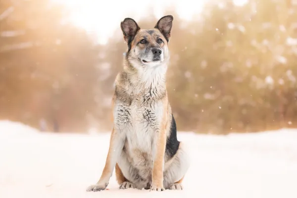 Pies do adopcji, Nowodwór, 8 lutego 2026 (1/5)