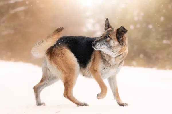 Pies do adopcji, Nowodwór, 8 lutego 2026 (4/5)