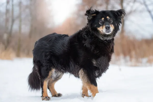 Pies do adopcji, Nowodwór, 9 lutego 2026 (5/5)