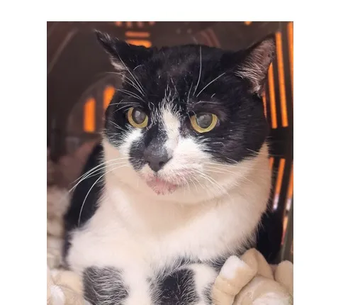 Kot do adopcji, Wrocław, 9 lutego 2026