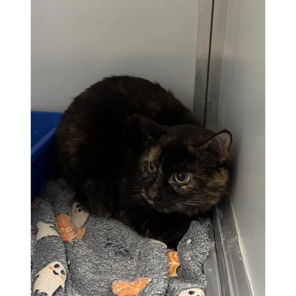 Znaleziono kota, Białystok, 15 stycznia 2026