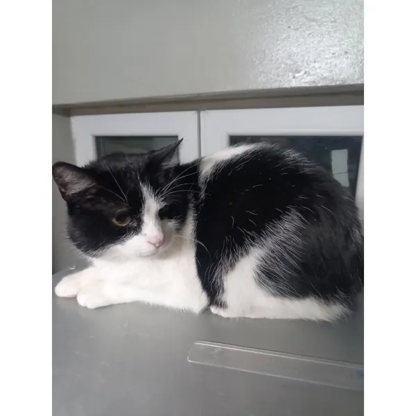 Znaleziono kota, Białystok, 22 stycznia 2026