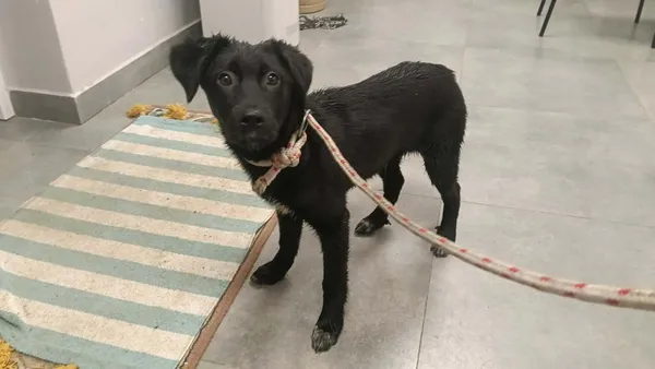 Znaleziono psa, Toruń, 6 lutego 2026