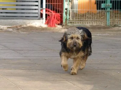 Pies do adopcji, Pabianice, 9 lutego 2026 (3/5)