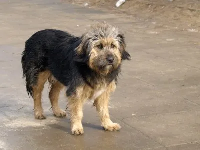 Pies do adopcji, Pabianice, 9 lutego 2026 (4/5)