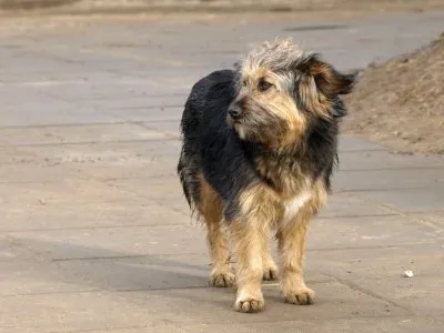 Pies do adopcji, Pabianice, 9 lutego 2026 (5/5)