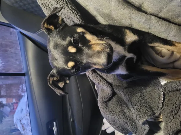 Znaleziono psa, Łódź, 10 lutego 2026