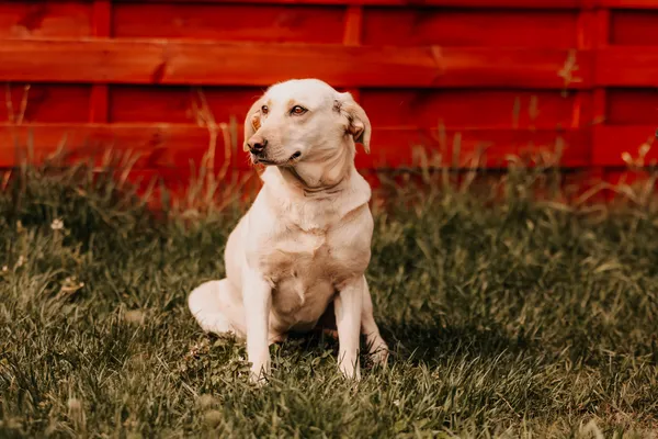 Pies do adopcji, Czartki, 10 lutego 2026 (2/4)