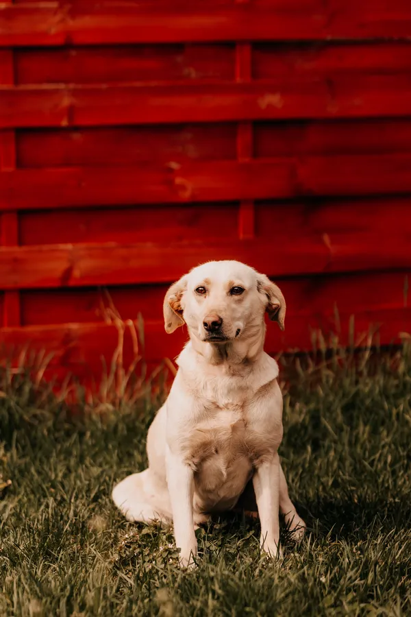 Pies do adopcji, Czartki, 10 lutego 2026 (3/4)