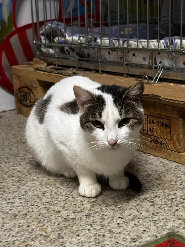 Kot do adopcji, Głowno, 10 lutego 2026 (2/2)