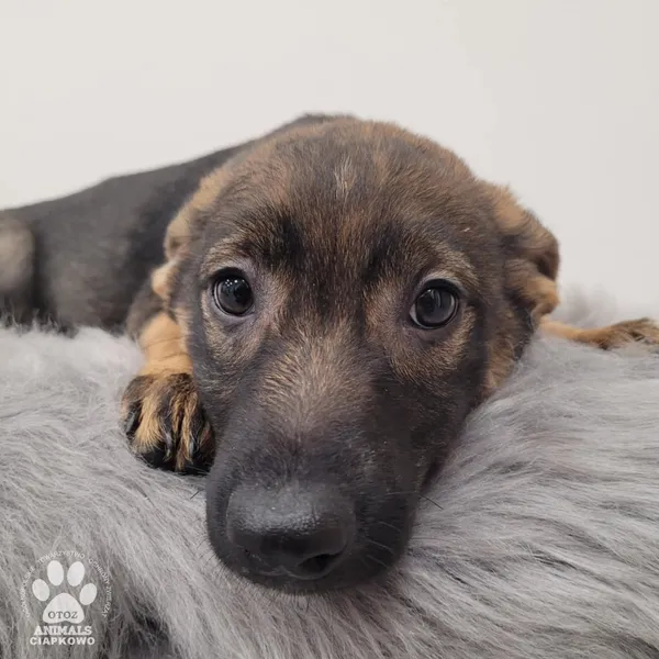 Pies do adopcji, Gdynia, 11 lutego 2026 (2/4)