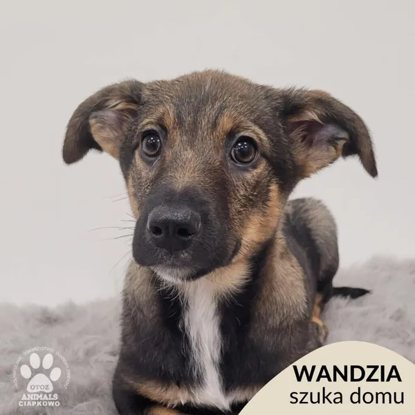 Pies do adopcji, Gdynia, 11 lutego 2026 (1/5)