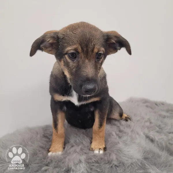 Pies do adopcji, Gdynia, 11 lutego 2026 (2/5)