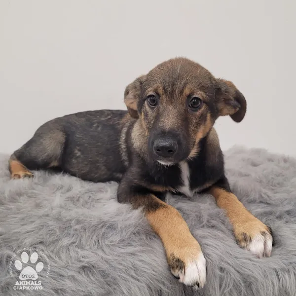 Pies do adopcji, Gdynia, 11 lutego 2026 (3/5)