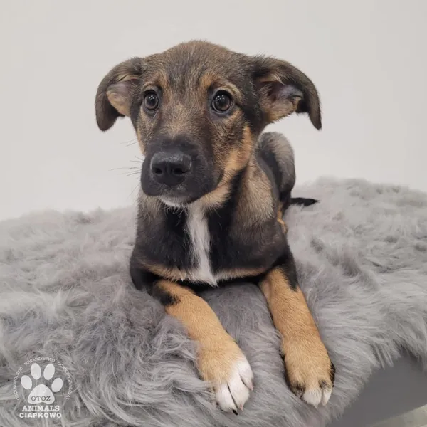 Pies do adopcji, Gdynia, 11 lutego 2026 (5/5)