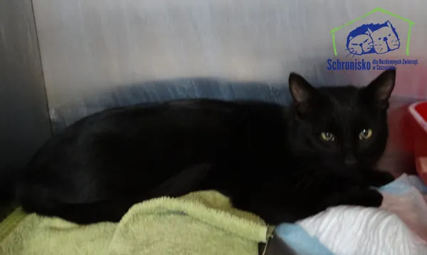 Znaleziono kota, Szczecin, 11 lutego 2026