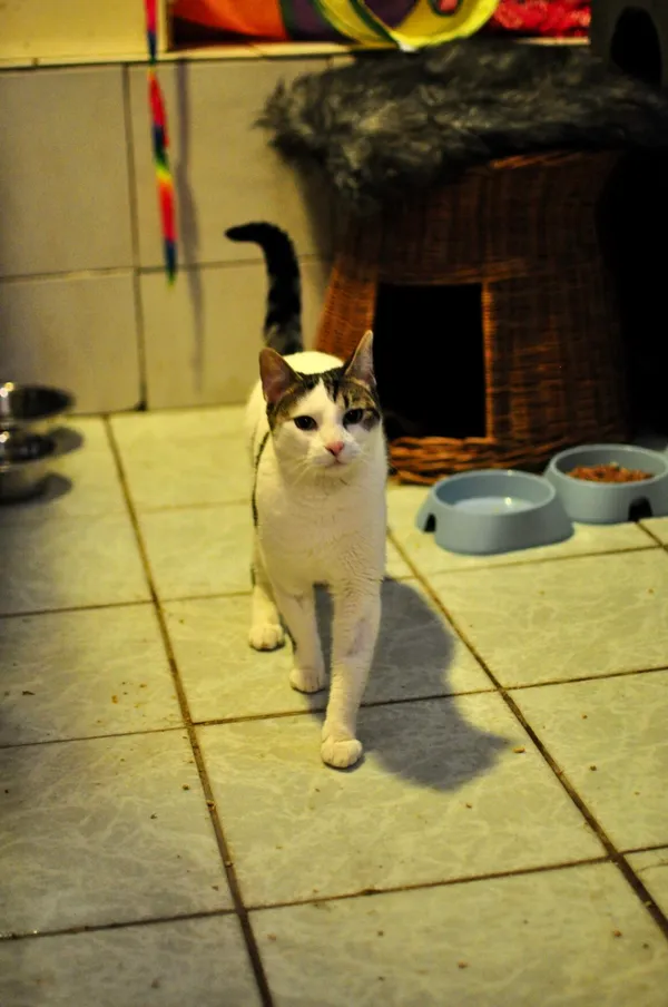 Kot do adopcji, Milanówek, 10 lutego 2026 (2/5)