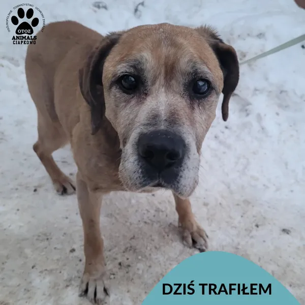 Znaleziono psa, Gdynia, 9 lutego 2026