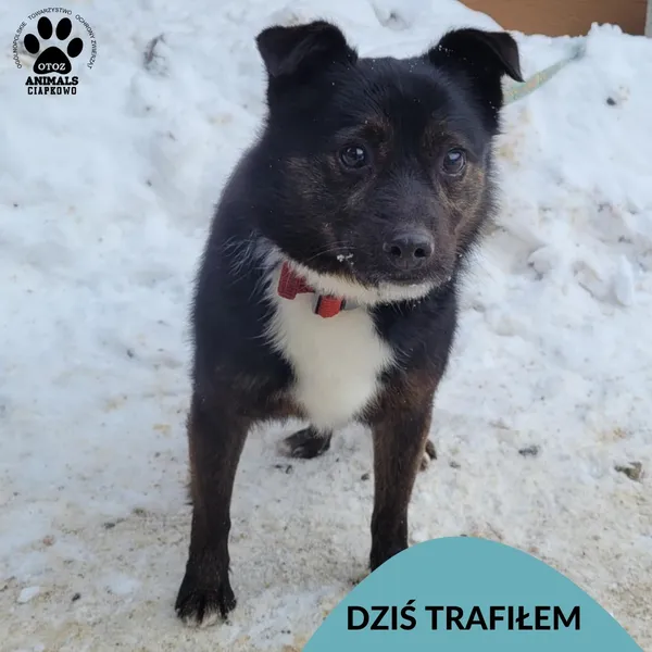 Znaleziono psa, Gdynia, 9 lutego 2026